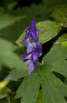 Southern blue monkshood <BR>Monkshood